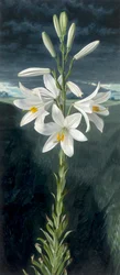 Lírio da Madona (óleo sobre tábua)