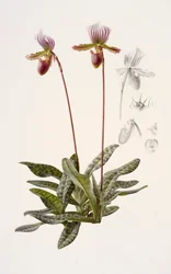 Paphiopedilum barbatum (óleo sobre papel)