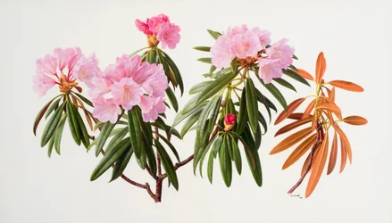 Rododendros