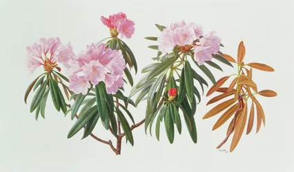Rododendro Metternichii Micranthum