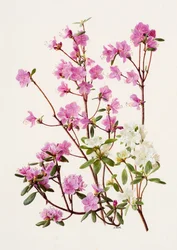 Rhododendron dauricum (óleo sobre papel)