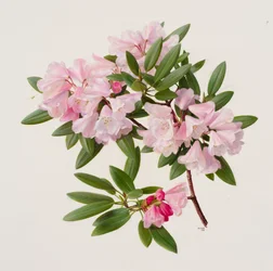 Rhododendron maculiferum anwheiense