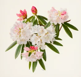 Rhododendron morii (óleo sobre papel)