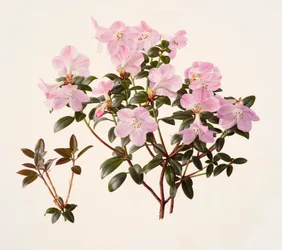 Rhododendron moupinense de flor rosa (óleo sobre papel)