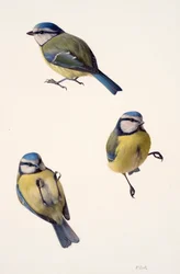 Três estudos de um chapim-azul (óleo sobre papel)