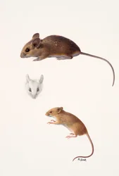 Dois estudos - um rato da madeira e um rato da colheita (óleo sobre papel)