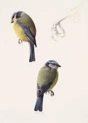 Dois estudos de um chapim-azul (óleo sobre papel)
