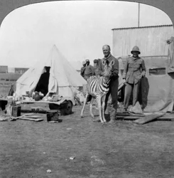 Artilheiros sul-africanos com sua zebra de estimação, África Oriental, Primeira Guerra Mundial, 1914-1918.