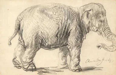 Um Elefante