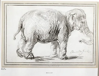 Elefante. Giz preto (giz preto)