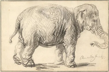 Um elefante, 1637