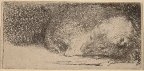 Cachorrinho a dormir