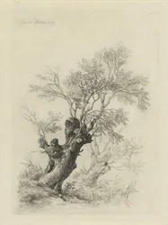 Salgueiro