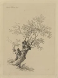 Salgueiro