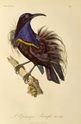 Macho adulto de Riflebird do Paraíso (Ptiloris paradiseus), gravura da Histoire naturelle des oiseaux de paradis et des epimagues