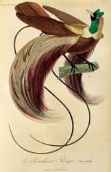Macho adulto de Ave-do-paraíso-vermelha (Paradisaea rubra), gravura da História Natural das Aves do Paraíso e Epimagues