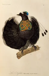 Macho adulto de Parotia Ocidental (Parotia sefilata), gravura da Histoire naturelle des oiseaux de paradis et des epimagues