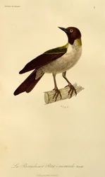 Fêmea de Ave-do-Paraíso Menor (Paradisaea minor), gravura da História Natural de Aves do Paraíso e Epimagues