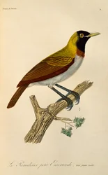 Homem jovem de Ave de Paraíso Menor (Paradisaea minor), gravura da Histoireire naturelle des oiseaux de paradis et des epimagues