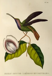 Lazuline Sabrewing (Campylopterus falcatus), gravura de Les trochilidees ou beija-flores e beija-flores