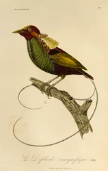 Macho da Magnífica Ave-do-paraíso (Cicinnurus magnificus), gravura da História Natural das Aves do Paraíso e Epimagos