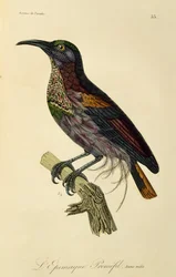 Macho paraíso Riflebird (Ptiloris paradiseus), gravura de Histoire naturelle des oiseaux de paradis et des epimagues