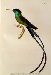 Colibri-de-cauda-de-fita-de-bico-vermelho (Trochilus polytmus), gravura de Les trochilidées ou les colibris et les oiseaux-mouches
