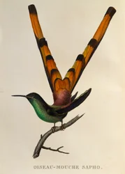Cometa-de-cauda-vermelha (Sappho sparganurus), gravura de Les trochilidées ou les colibris et les oiseaux-mouches