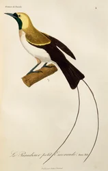 Jovem macho de Ave-do-Paraíso Menor (Paradisaea minor), gravura de História Natural de Aves do Paraíso e Epimagues
