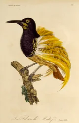 Jovem macho de Twelve-wired Bird-of-Paradise (Seleucidis melanoleuca), gravura da Histoire naturelle des oiseaux de paradis et des epimagues