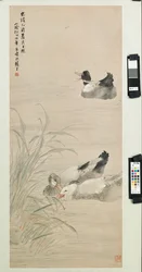 Patos, 1885