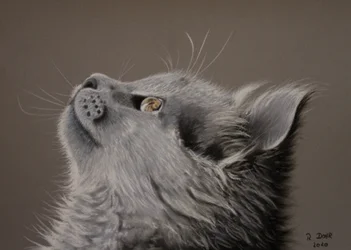Momento gato