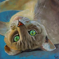 Sorte de gato