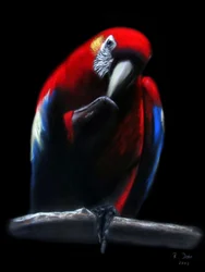 papagaio