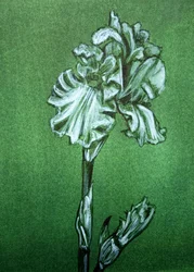 Elegante íris verde