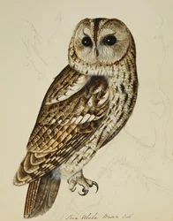 Brown Owl (Strix Easy)