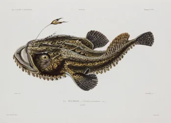 Peixe pescador, Islândia, início do século XIX