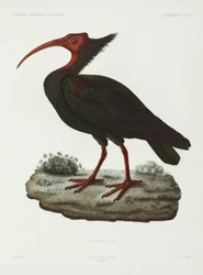 ibis careca, Argélia