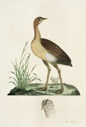 Abetarda