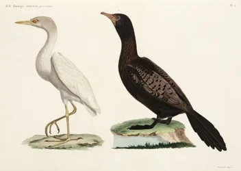 Garça-boieira e corvo-marinho-de-cauda-comprida, Egito