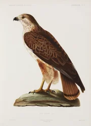 Falcão, Argélia