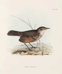 Flycatcher, c 1832-1836