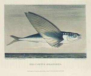 Peixes voadores