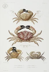Quatro tipos de caranguejo