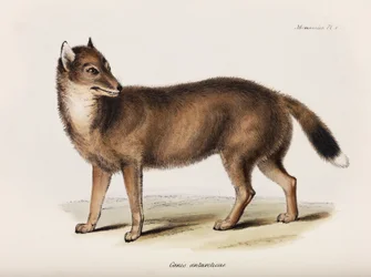 Fox, Ilhas Malvinas, c 1832-1836