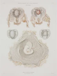 Ginecologia Útero humano com embrião, c 1847-1859