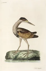 Garça