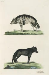 Hiena e lobo