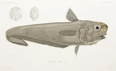 Faca de peixe
