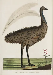 New Holland Cassowary